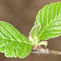 Red Alder